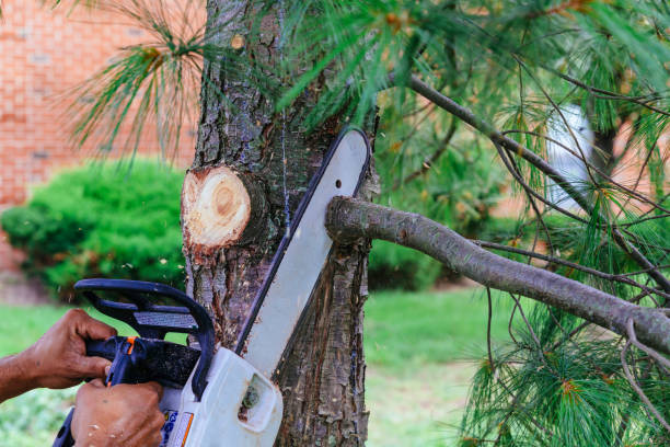 How Our Tree Care Process Works  in  Wadsworth, OH